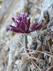 Allium monticola