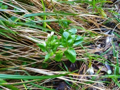 Epilobium chlorifolium