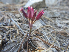 Allium monticola