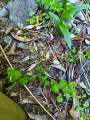 Epilobium chlorifolium