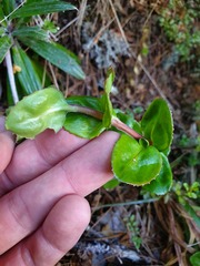 Epilobium chlorifolium