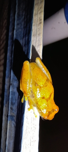 Lesser Tree Frog