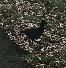 Gallinula galeata