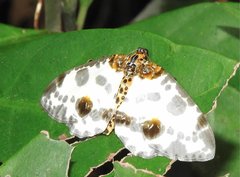 Abraxas amicula-illuminata