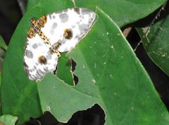 Abraxas amicula-illuminata