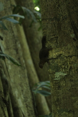 Microsciurus alfari