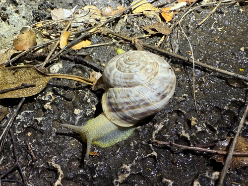 Codringtonia intusplicata
