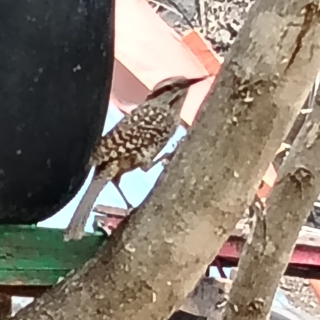 Spotted Wren (Campylorhynchus gularis), photo 10