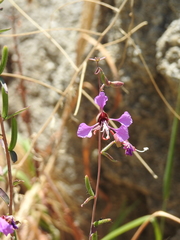 Clarkia unguiculata