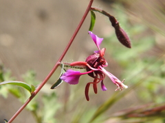 Clarkia unguiculata