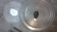 Oxythyrea pantherina
