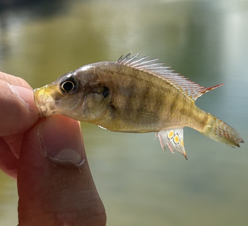 Astatotilapia calliptera