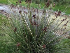 Elymus scabrifolius