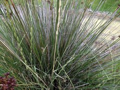 Elymus scabrifolius