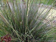 Elymus scabrifolius