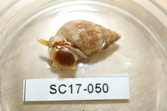 Nassarius insculptus