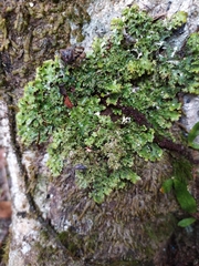 Pseudocyphellaria multifida