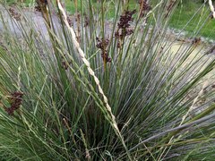 Elymus scabrifolius