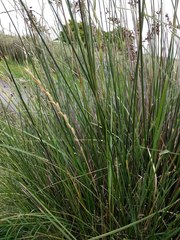 Elymus scabrifolius