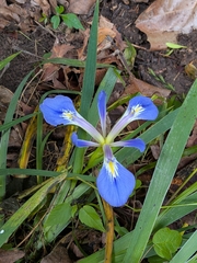 Iris brevicaulis