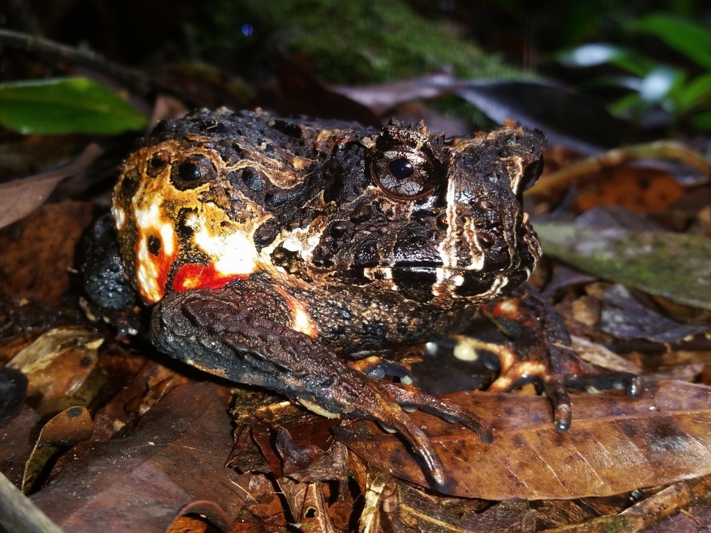 Bahia Forest Frog