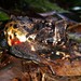 Bahia Forest Frog - Photo (c) Marco Silva, some rights reserved (CC BY-NC), uploaded by Marco Silva