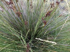 Elymus scabrifolius