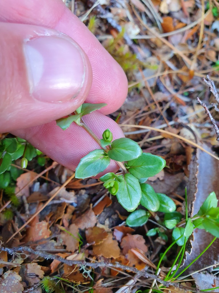 Epilobium cockayneanum