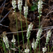 White Milkwort - Photo (c) Richard Reynolds, some rights reserved (CC BY-NC), uploaded by Richard Reynolds