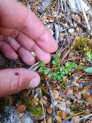 Epilobium cockaynianum