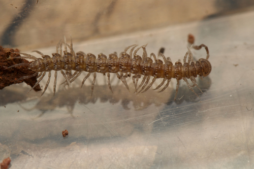 Polydesmus asthenestatus