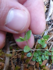 Epilobium cockaynianum
