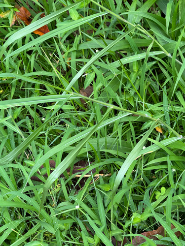 Urochloa mutica observed 2026-05-09