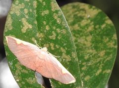 Nothomiza flavicosta