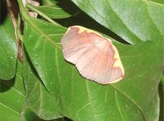 Nothomiza flavicosta