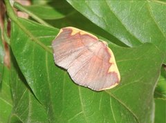 Nothomiza flavicosta