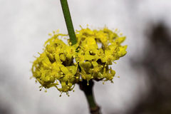 Cornus mas