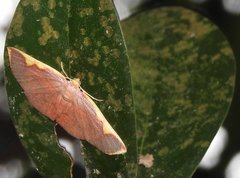 Nothomiza flavicosta