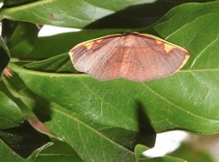 Nothomiza flavicosta