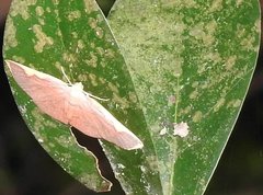 Nothomiza flavicosta