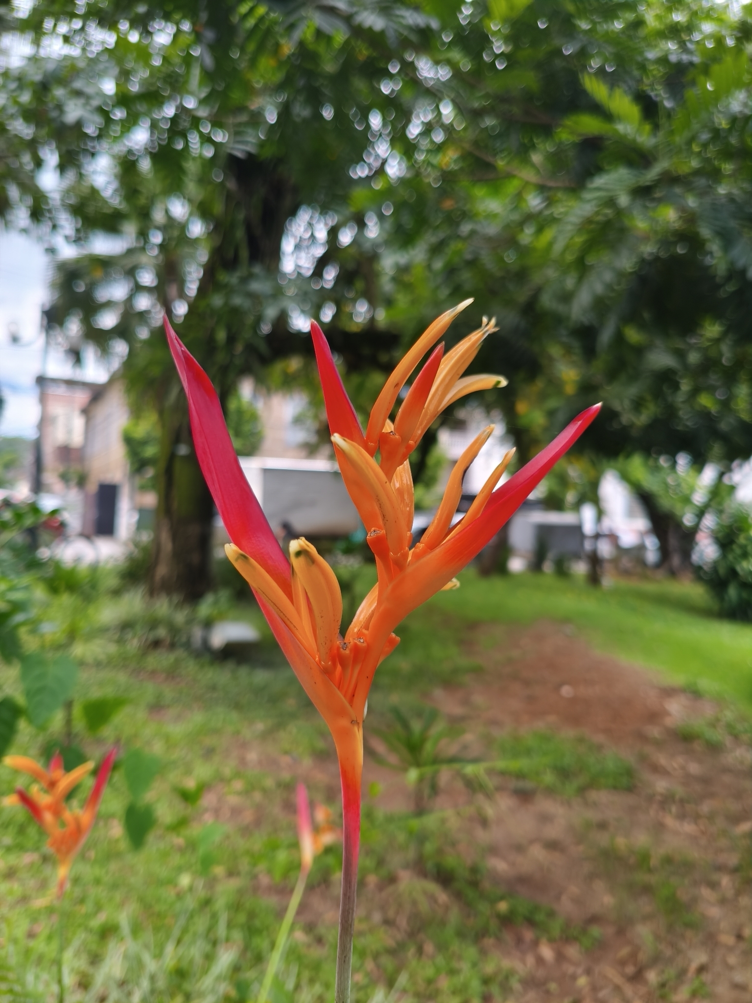 Heliconia psittacorum