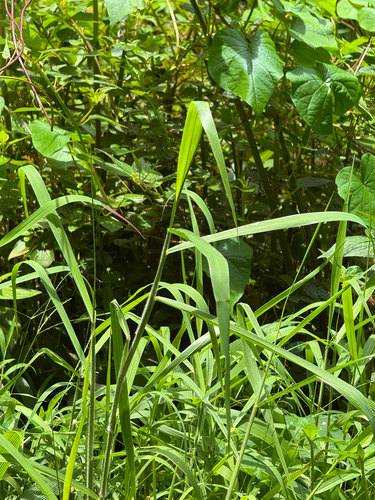 Urochloa mutica observed 2026-05-09