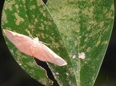 Nothomiza flavicosta