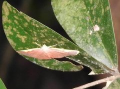 Nothomiza flavicosta