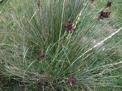 Elymus scabrifolius
