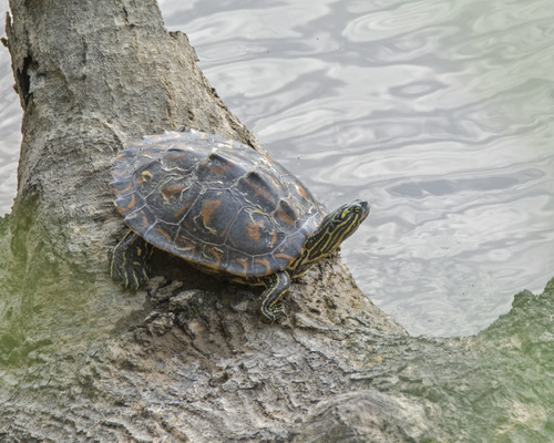 Yellow-blotched Map Turtle