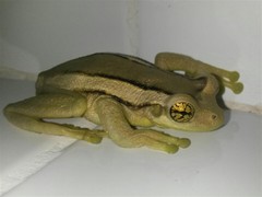 Trachycephalus mesophaeus