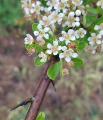 Pyracantha