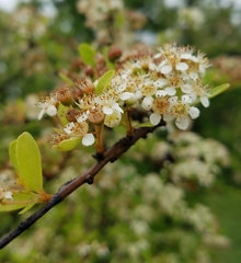 Pyracantha