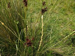 Elymus scabrifolius